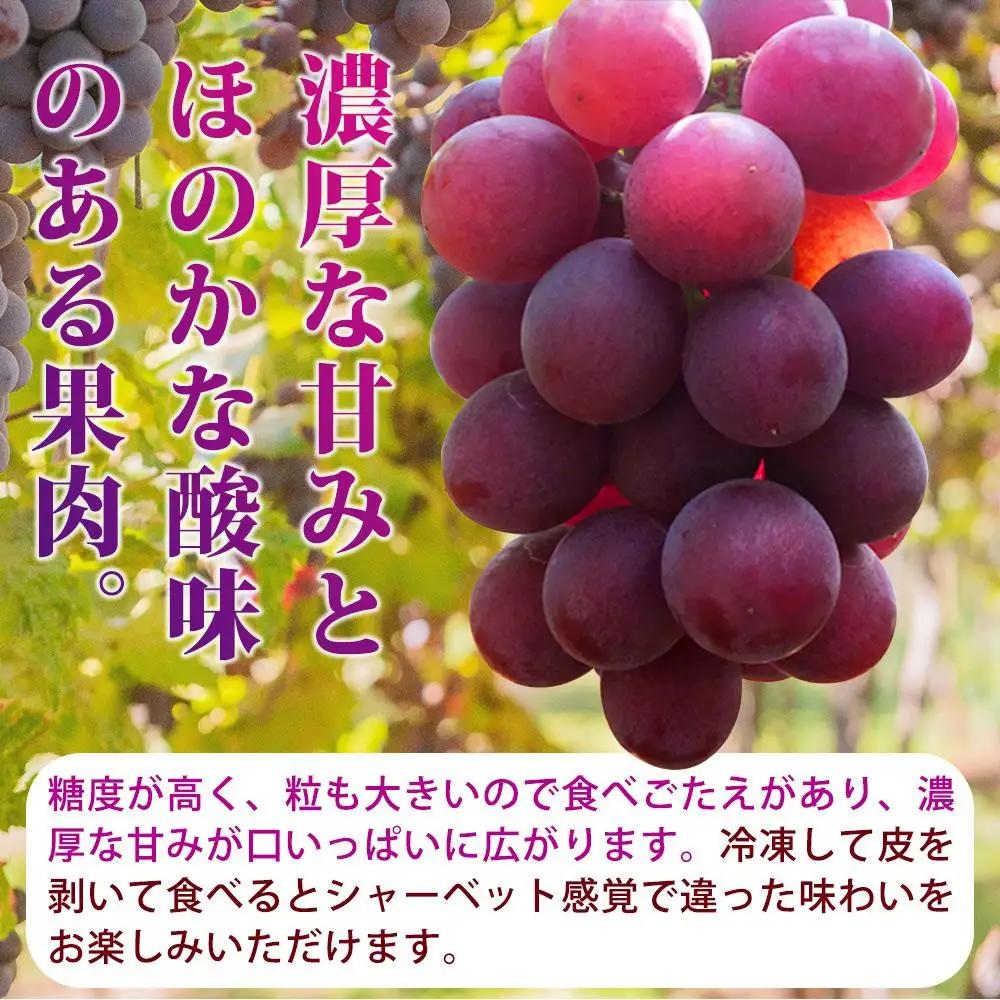紀州有田産の種なし巨峰ぶどう約２kg【先行予約】【2026年8月中旬以降発送予定】  巨峰