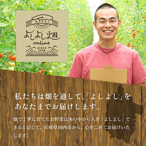 とうもろこし 朝どれ とうもろこし 2027年産【15本 約6kg】【冷蔵】