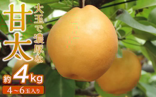 
            梨「甘太」約4kg（4～6玉入）10月中旬～順次発送【松崎果樹園】
          