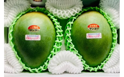 GZ004『天使のマンゴー』宮古島産キーツマンゴー 約1.4kg （2玉）【ご贈答用】「LA MANGUE BLEUE」農家直送