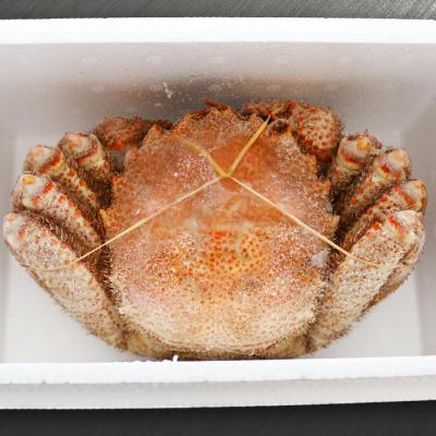 ふるさと納税 根室市 毛がに約500〜600g×1尾 A-32045 |  | 01