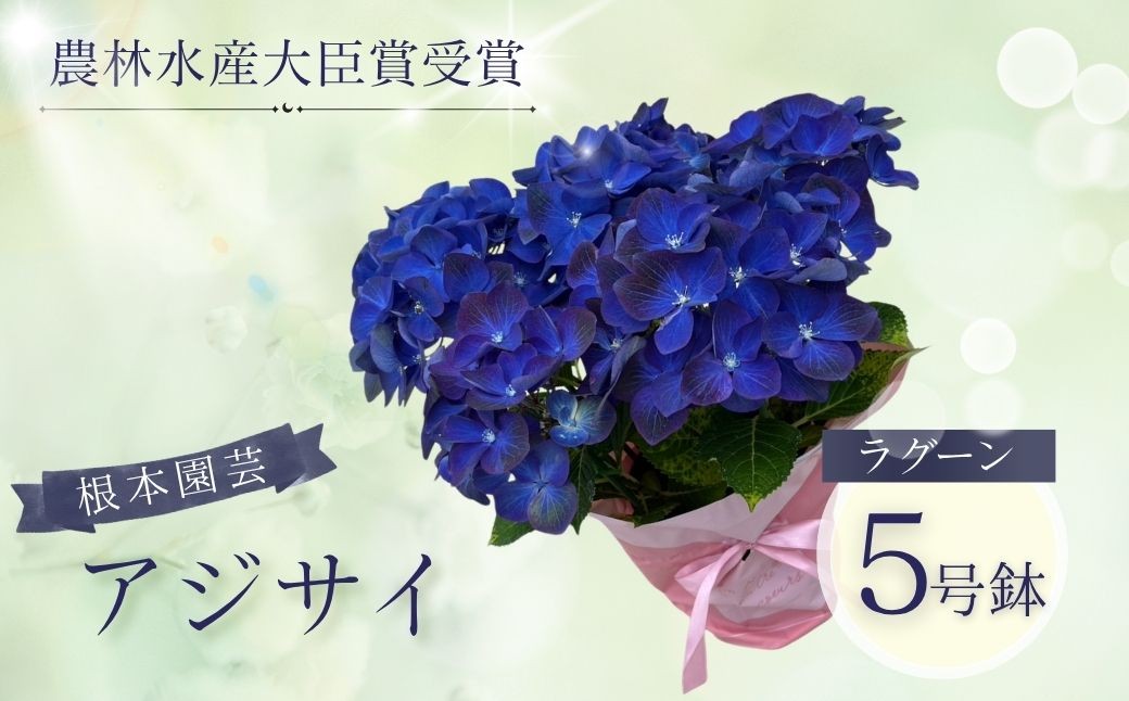 
                  【先行予約】アジサイ ラグーン (ブルー系) 5号鉢 | あじさい 紫陽花 ブルー 青系 花 お花 花ギフト フラワーギフト 鉢花 鉢植え ギフト プレゼント 贈答 農林水産大臣賞受賞 根本園芸  アジサイ あじさい 紫陽花 aj001-ac
                