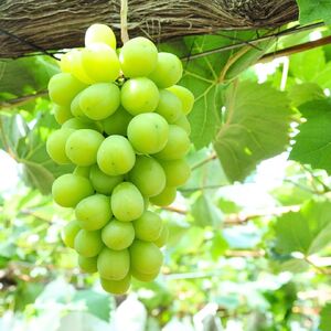 先行予約 シャインマスカット 600g×2房 [2024年発送予定] 新潟県産 種なし ぶどう マスカット [JAえちご中越]【017S043】