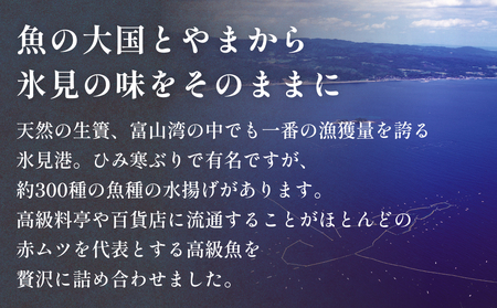 氷見港朝獲れ高級魚！丸っと贅沢直送便！　船上氷上締め　神経〆処理 富山 氷見 直送 詰め合わせ 鮮魚ボックス
