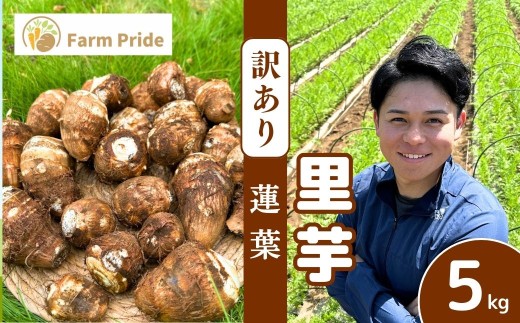 【訳あり】Farm Prideが育てた 里芋 5kg 不揃い 【事前予約】 | 訳あり 里芋 さといも サトイモ 芋 いも イモ  蓮葉 はすば 不揃い 根菜 野菜 芋煮 煮物 煮込み 料理 鍋 和食 新鮮 掘りたて ねっとり 国産 産地直送 季節限定 期間限定 おいしい おすすめ  新鮮 フレッシュ Farm Pride 埼玉県 所沢市