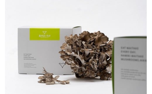 日光並木まいたけ　4株セット（1株約400ｇ×4　計約1600g）【箱入り】