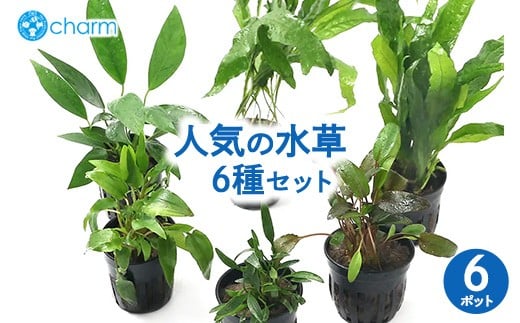 
            人気の水草 6種セット クリプトコリネ（3種）＆ミクロソリウム（2種）＆アヌビアス（1種）6ポット分 ※北海道・沖縄・離島への配送不可
          