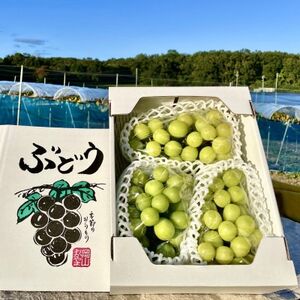 【2026年先行予約】【訳あり】NISSHOKU FARM ご家庭用シャインマスカット 約1.0kg【1706910】