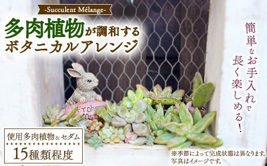 
                  Succulent Mélange ～多肉植物が調和するボタニカルアレンジ～ ※2026年9月～2027年6月頃に順次発送予定 ※北海道・沖縄・離島への配送不可
                