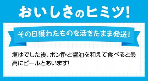 宮崎県産活貝　日向灘獲れ！よだれミナ(シマミクリ貝・シマアラレミクリ貝) 【 貝 魚介 活貝 新鮮 おつまみ 魚介類 川南町 】