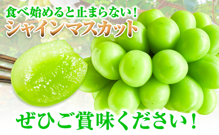 【2026年先行予約】シャインマスカット 岡山県産 2kg 3房 ~ 4房《2026年9月上旬-9月中旬頃より発送予定》ひらた農園 マスカット 送料無料 岡山県 浅口市 シャインマスカット ぶどう フ