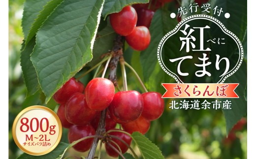 
                  【2027年産 先行予約】＜北海道余市産＞さくらんぼ「紅てまり」（M～2Lサイズバラ詰め）400g×2パック
                