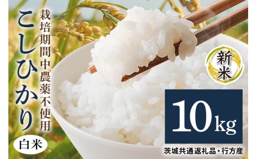令和7年産新米 白米 10kg 栽培期間中農薬不使用 こしひかり 茨城県産 米 お米 コメ ご飯 コシヒカリ 食味豊か 甘み 旨み 冷めても 美味しい お弁当 向け 食卓常備 産地直送 茨城県 潮来市 ＜茨城県共通返礼品・行方市産＞ (A03-015)