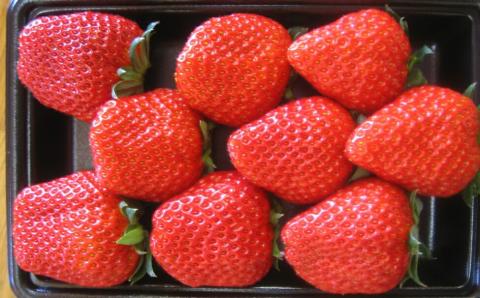 0017-40-02 れっどぱーる (富丘佐野農園) 自慢のいちご 完熟紅ほっぺ 4パック