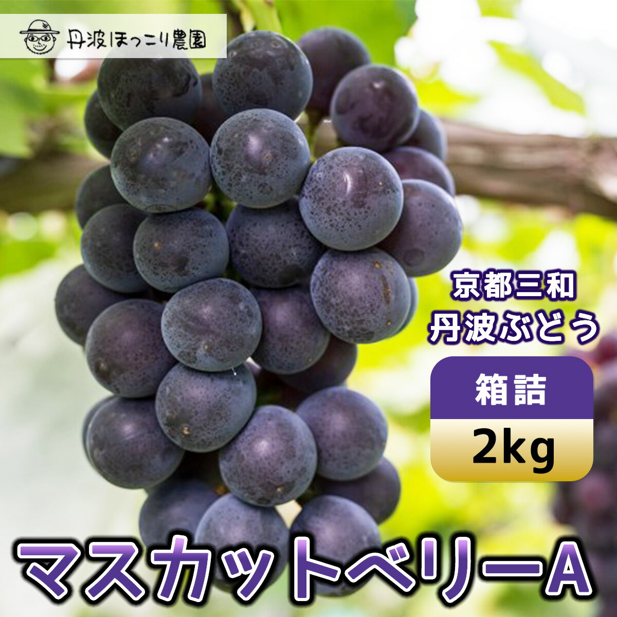 【ふるさと納税】 【先行予約】8月下旬発送開始！京都三和・丹波ぶどう＜マスカットベリーA・箱詰＞2kg / ふるさと納税 ぶどう ブドウ 葡萄 丹波ぶどう マスカットベリーA 2kg 甘い 濃厚 濃紺 大粒 三和町 特産 丹波 京都府 福知山市 FCCO004