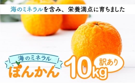 【先行予約】ポンカン 海のミネラルをたっぷり含んだ甲浦のポンカン 10kg〈訳あり〉 国産 東洋町産 訳アリ 甘い 栄養たっぷり ジューシー 果肉 四国 お取り寄せ フルーツ 蜜柑 ミカン 果物 家庭用 自宅用 送料無料 H23