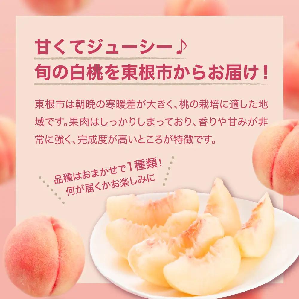 【2026年産先行予約】白桃(品種おまかせ)5kg 秀品 桃 白桃