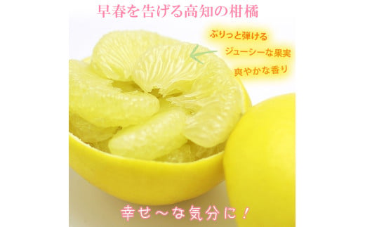 【果樹園直送】土佐文旦　4L　2個入り　1.5kg 大玉　特選品