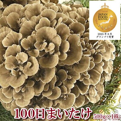 【ふるさと納税】100日まいたけ 500g×1株【配送不可地域：離島・沖縄県】【1267431】