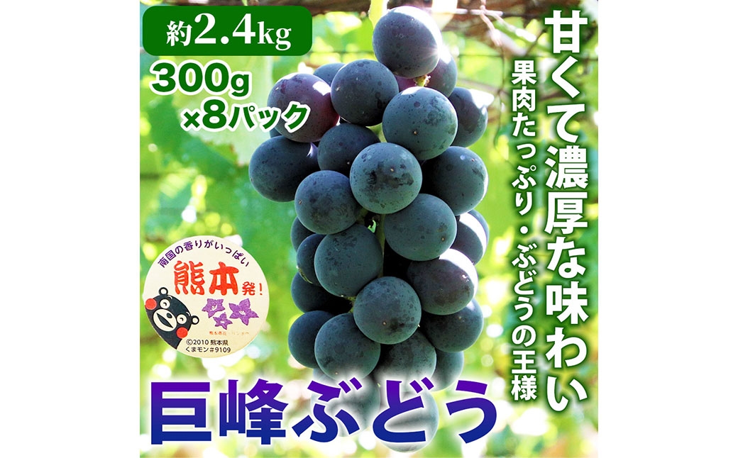 
                  巨峰 ぶどう 8パック 約2.4kg ブドウ 葡萄 高級ぶどう 高級 ぶどうの王様 大粒 果物 くだもの フルーツ 果実 果汁 果肉 甘み ジューシー 旬の果物 国産 熊本県産 【 2027年7月下旬～2027年8月下旬順次発送予定 】
                