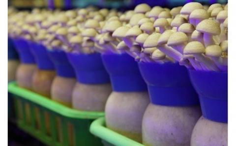 KL-2 歯ごたえ抜群!ブナシメジ