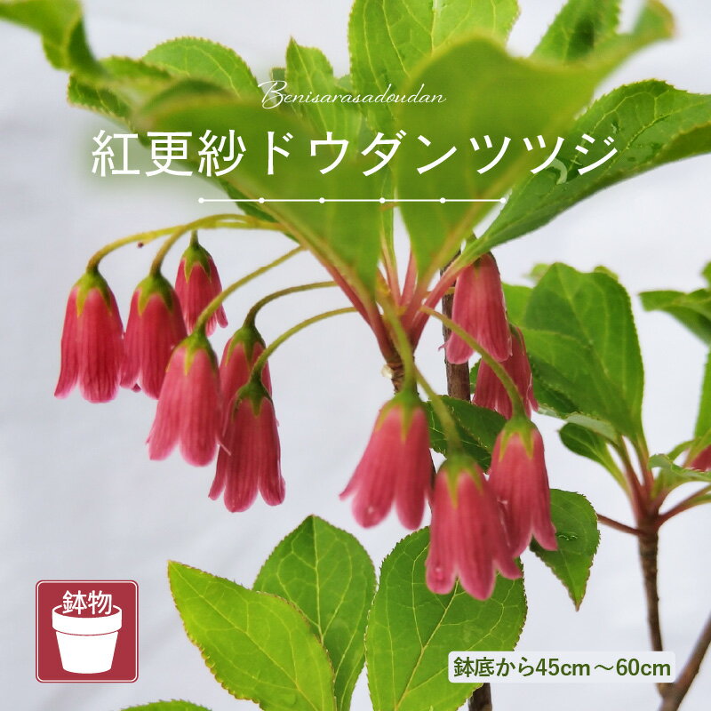 【ふるさと納税】【先行予約】紅更紗ドウダンツツジ（鉢物）45cm～60cm【2026年4月中旬以降順次発送予定】【つつじ ツツジ お花 花 はな フラワー 花 苗 植物 家庭菜園 花壇 プランター ガーデニング 観葉植物 園芸 鉢物 】