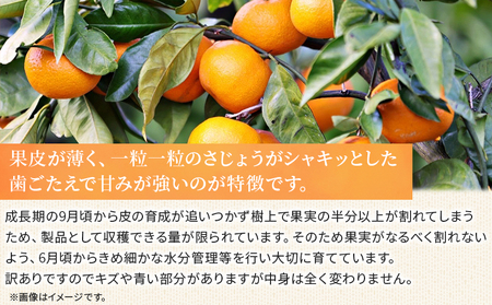 ＜訳あり おはこやがつくる 甘平 約3kg＞ ワケアリ 家庭用 果物 くだもの 果実 フルーツ 柑橘類 かんぺい カンペイ みかん ミカン 蜜柑 特産品 西宇和 愛媛県 西予市 【常温】『2027年1