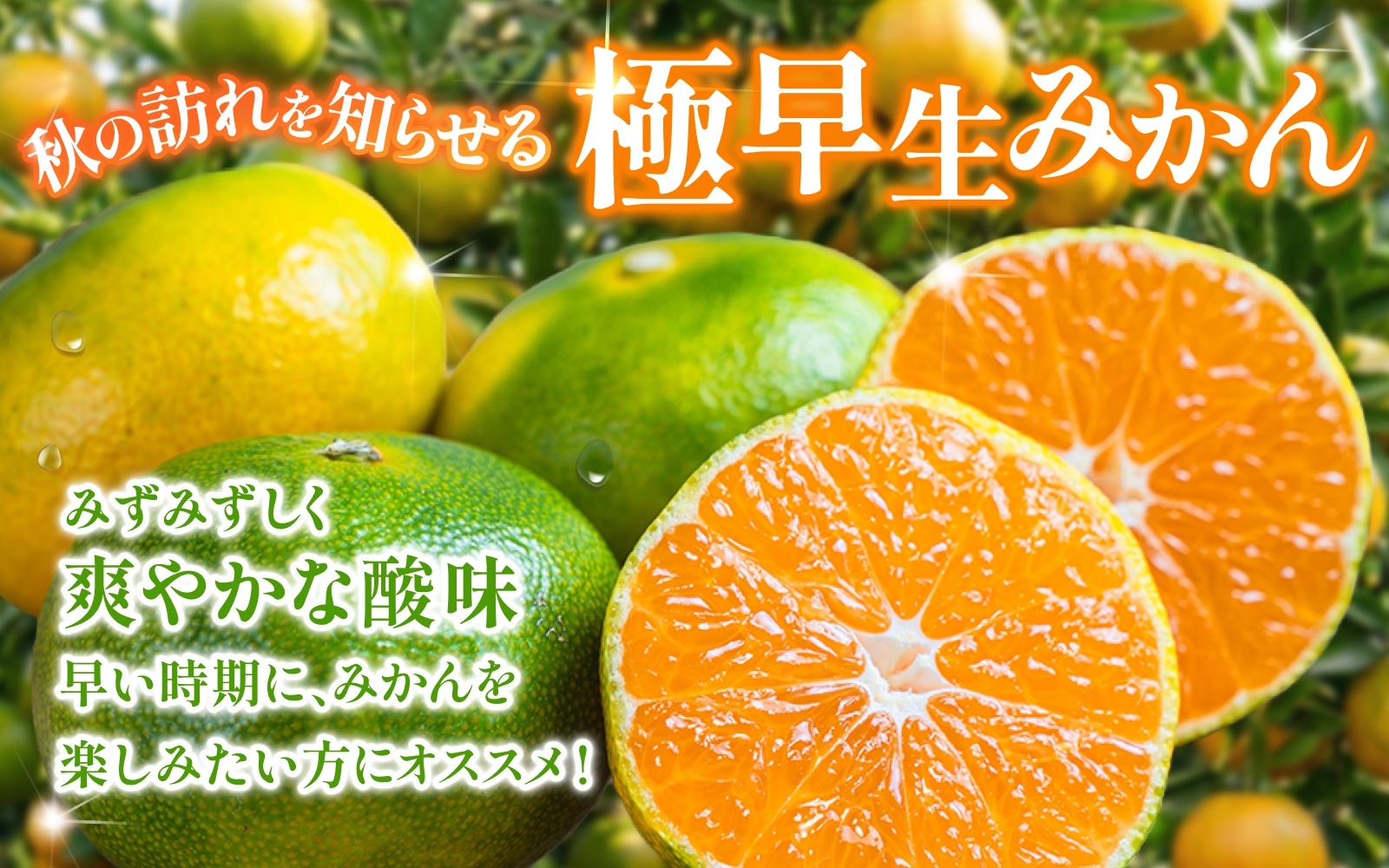 【2026年秋頃発送予約分】【農家直送】こだわりの極早生みかん 約10kg 【数量限定】 有機質肥料100% サイズ混合 ※2026年9月～10月に順次発送予定/ みかん 果物 フルーツ くだもの 有田みかん 柑橘【nuk135E】