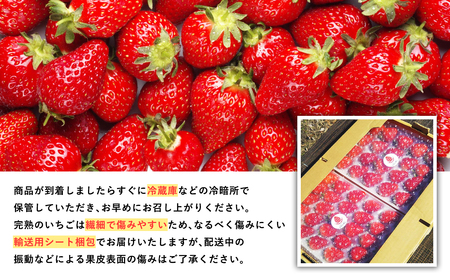 いちご よつぼし 約300ｇ×２パック