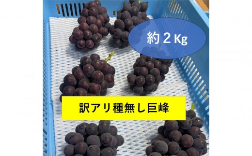 訳アリ 種無し巨峰 約2kg  | 訳あり わけあり 先行予約 巨峰 種なし きょほう キョホウ 直送 新鮮 朝採れ あさどれ 朝収穫 ぶどう 農家直送 収穫日発送 新鮮 フルーツ 果物 お取り寄せ 季節限定 愛知県 豊田市