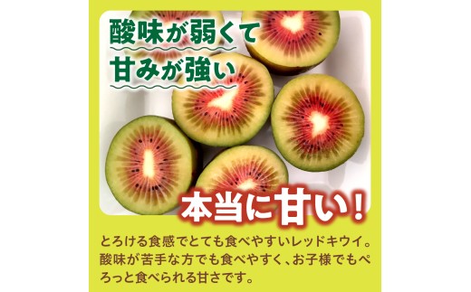 【先行受付】【2026年12月上旬～発送 】レッドキウイ 1.8kg / 稀少 甘い 呉 広島 フルーツ 美容 健康 キウイ 呉市 広島県 ku149-008-26