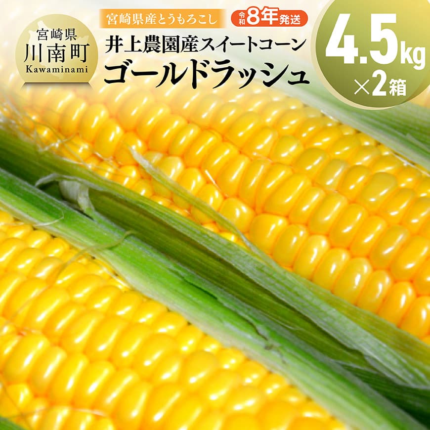 【ふるさと納税】【令和8年発送】宮崎県産とうもろこし　井上農園産スイートコーン(ゴールドラッシュ)4.5kg×2 - トウモロコシ スイートコーン とうきび 新鮮 九州産 宮崎県産 川南町産 朝どれ 農家直送 送料無料 C03902