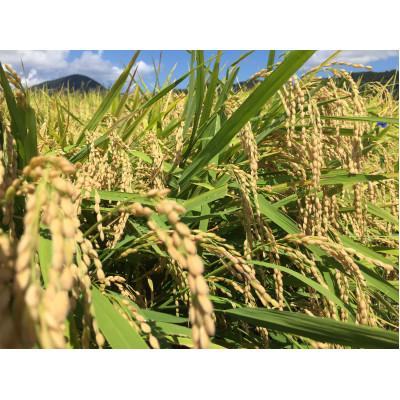 ふるさと納税 若狭町 【令和7年産】福井県若狭町つきあかり(1等米/精米)　10kg(5kg×2袋) |  | 01