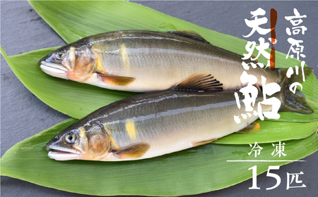 冷凍鮎 15匹 / 天然鮎 鮎
