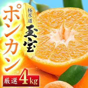 【愛媛名産】玉宝ポンカン　4kg【C64-65】【1621807】 YWTY054