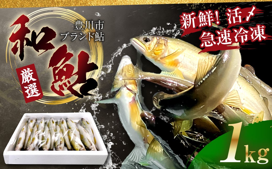 【 とよかわ鮎 】 冷凍 約1kg 厳選鮎使用！ （ 急速冷凍 ）アユ 魚 川魚 お取り寄せ グルメ 焼き魚 焼魚 BBQ バーベキュー キャンプ飯 愛知県 豊川市 冷凍