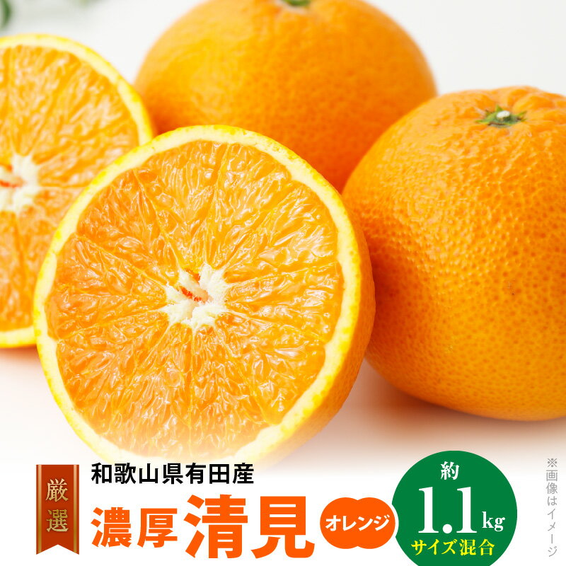 【ふるさと納税】【限定】【2026年先行予約】 濃厚 清見オレンジ 訳あり 1.1kg 傷み補償分 100g含む 家庭用 オレンジ 甘み 酸味 バランス 新鮮 ノーワックス 手選別 春 みかん 柑橘 清見 フルーツ デザート おやつ お取り寄せ 有田育ち 和歌山県 湯浅町 送料無料