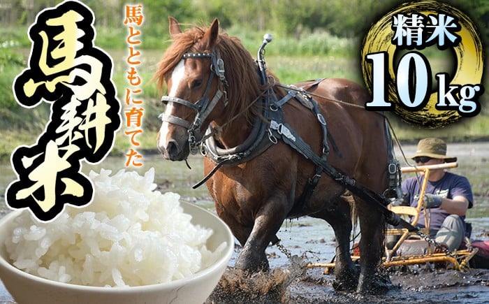 
                  【選べる発送月！】 岩手県産 馬耕米 あきたこまち 10kg 【スタディア】 白米 お米 米 こめ コメ 馬ふん堆肥 使用 ご飯 ごはん ライス おにぎり 弁当 単一原料米 10キロ １０kg 馬耕 馬 ウマ うま 産地直送 国産 おすすめ 人気 自宅用 家庭用 仕送り プレゼント 常温 常温発送
                