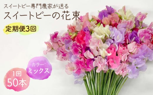 【先行予約】【生産農家直送！】【3回定期便】スイートピー 花束 50本（ミックス）【木下農園】 [IBW006]