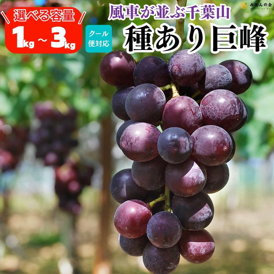 【ふるさと納税】【選べる内容量1kg～3kg】ぶどう 巨峰 種あり 和歌山県産 クール便対応 【みかんの会】