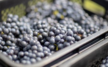 大迫佐藤葡萄園 ツヴァイゲルト2本セット（赤・ロゼ・干しぶどう）【1395】