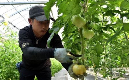 【竹田市産】高原トマト 16～28個 【2026年5月下旬-2027年1月上旬発送予定】