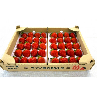 長野県茅野市産　いちご　キッツ信大BS8-9  500g (250g×2パック)【配送不可地域：離島・北海道・沖縄県・中国・四国・九州】