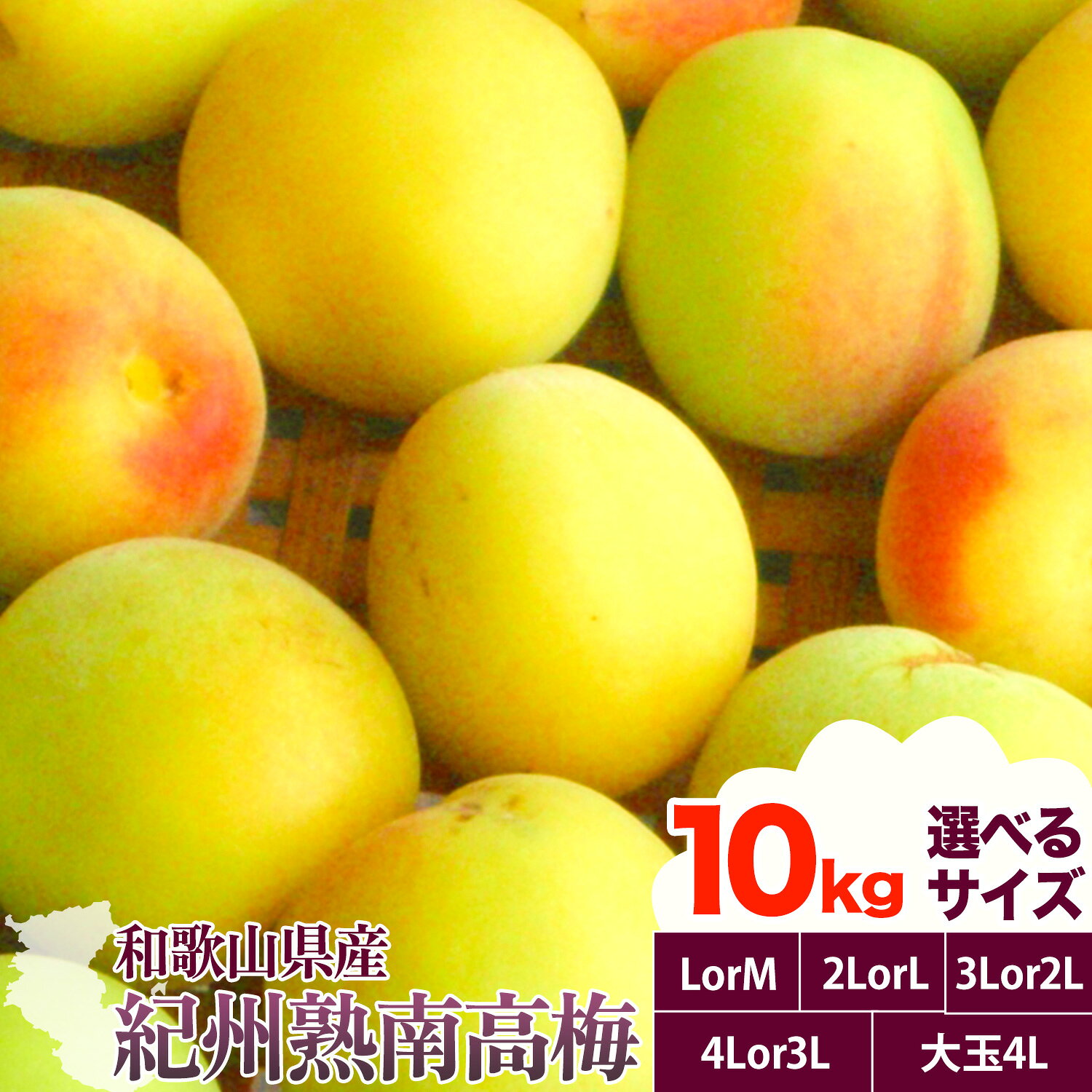 【ふるさと納税】紀州熟南高梅 約10kg 選べるサイズ M ~ 大玉 4L 《2027年6月上旬-6月中旬頃出荷》 和歌山県 日高川町 梅 紀州南高梅 うめ フルーツ 果物