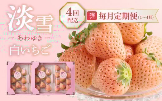 ★予約受付★杉山いちご農園 玄海町産いちご“淡雪（あわゆき）”　毎月定期便DX ／ 白いちご 白イチゴ 淡雪 あわゆき 苺 いちご イチゴ 希少 果物 くだもの フルーツ デザート 旬 定期便 回 毎月