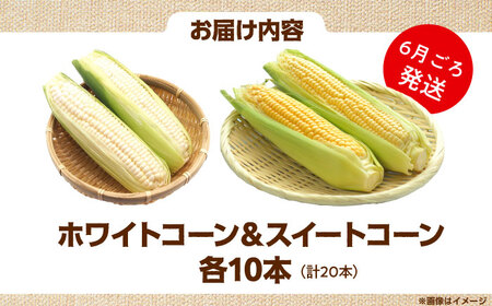 【6月頃発送】とうもろこし 食べ比べセット 高槻あぐり[AOCS030] とうもろこし とうもろこし とうもろこし とうもろこし とうもろこし とうもろこし