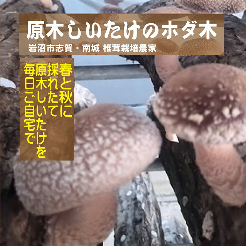 【ふるさと納税】原木しいたけホダ木 　お届け：2025年6月中旬～9月初旬頃予定