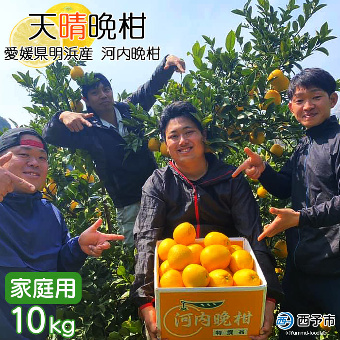 【ふるさと納税】＜天晴晩柑（河内晩柑）約10kg 愛媛県明浜産＞ 家庭用 果物 柑橘 みかん 和製 グレープフルーツ 株式会社笑丸 食べて応援 特産品 愛媛県 西予市【常温】『2025年5月上旬～下旬迄に順次出荷予定』