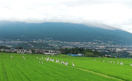 【令和7年産・白米30kg（10kg×3）】特別栽培「五郎兵衛さんのお米」＜2025年10月初旬以降順次配送＞ 長野県 信州 先行予約 新米 こしひかり【五郎兵衛米 米 コメ 白米 精米 お米 こめ 