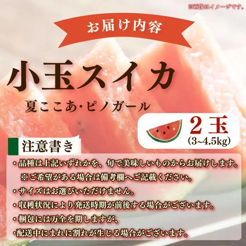 【先行予約 2026年6月下旬順次発送 国産 スイカ】小玉スイカ  赤色 2玉  丸新柴本製茶 静岡 県 牧之原市
